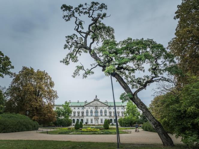 Ruszyło głosowanie na Warszawskie Drzewo Roku 2024