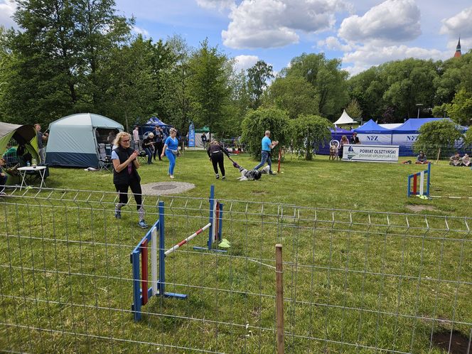 Festiwal Przyjaciół Zwierząt w Olsztynie. Park Centralny opanowały radosne pieski