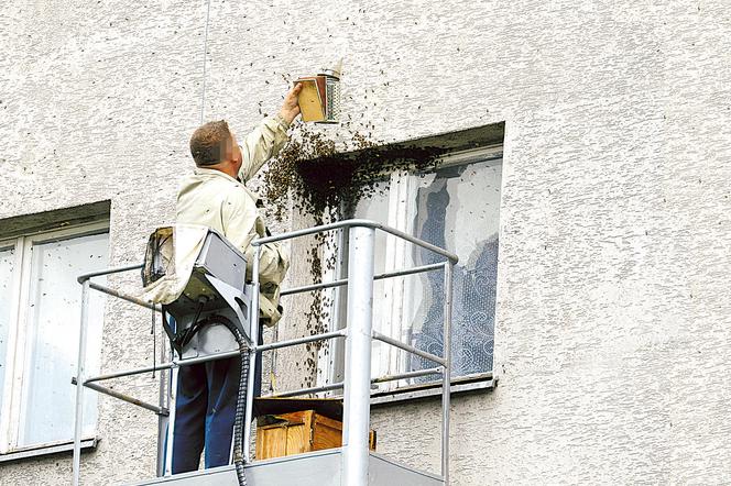 Warszawa. Pszczoły nastraszyły lokatorów ZDJĘCIA