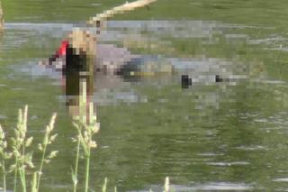 Makabra pod Legionowem. Ludzkie zwłoki pływały w Wiśle