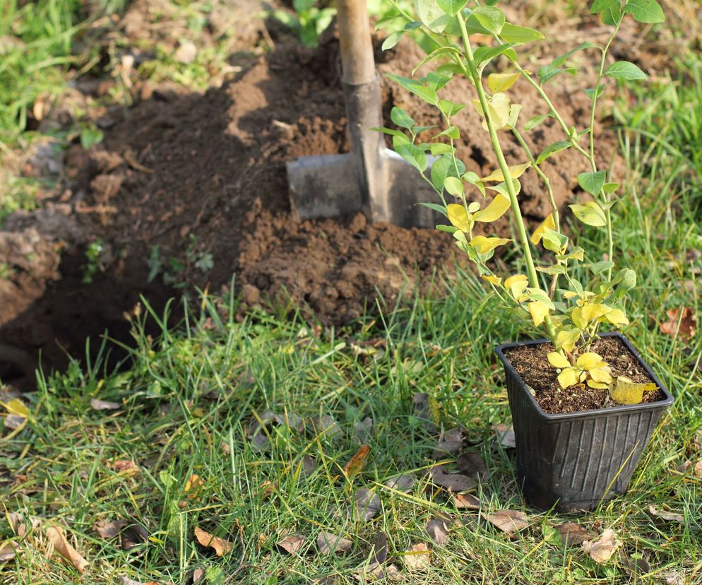 Jak prawidłowo sadzić borówkę amerykańską jesienią?
