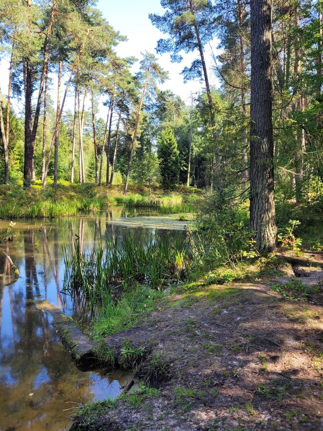 Prastara Puszcza Dulowska w Małopolsce. Spotkasz tam nawet łosie! 