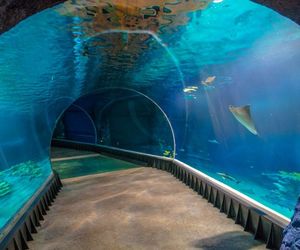 afrykarium wnetrza tunel