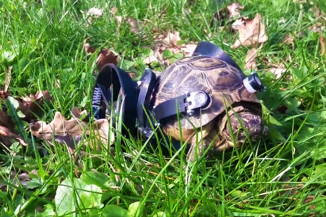 Żółw Kikut