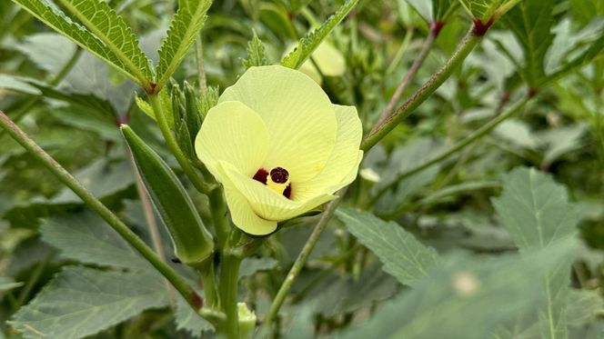 Okra (piżmian jadalny)
