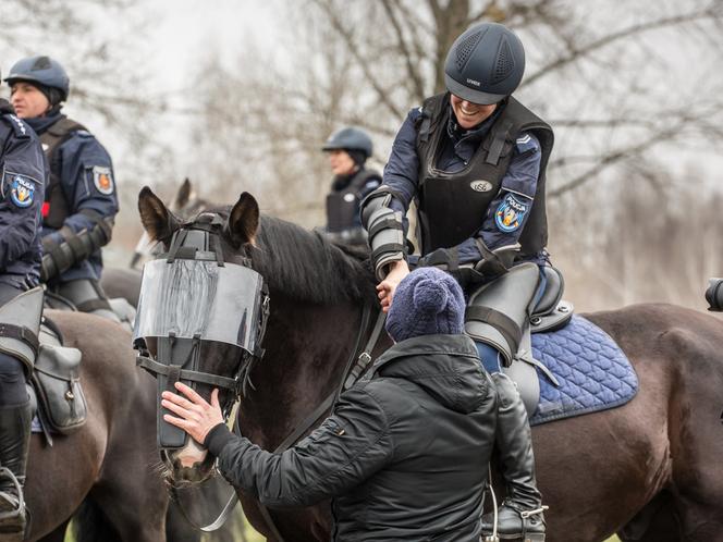 Atestacja koni policyjnych