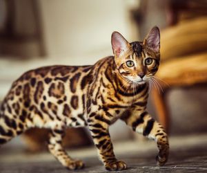 Słodkie imiona dla kotek