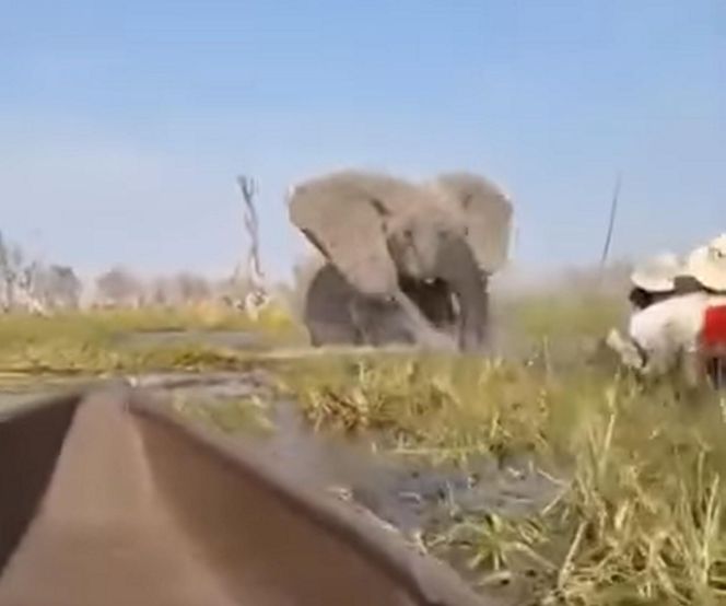 Horror na wakacjach. Zaatakowały ich słonie, wpadli do rzeki pełnej krokodyli