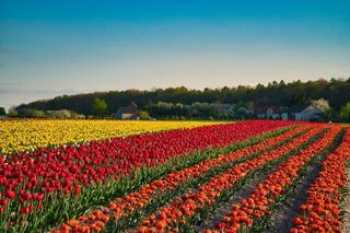 Tulipany w Świętokrzyskiem