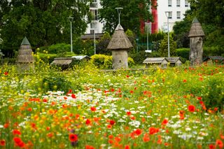 Łąki kwietne w Białymstoku 2025