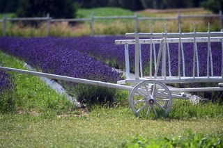 Malownicze pola lawendy o urzekającym zapachu. To nie Prowansja - takie miejsca znajdują się w Polsce