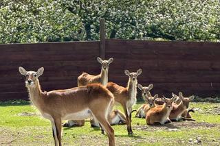 Szalone Małpki nagrywały teledysk w ZOO Leśne Zacisze pod Kielcami