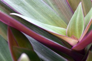 Reo meksykańskie – egzotyczna piękność na domowe parapety. Jak uprawiać i pielęgnować reo meksykańskie?