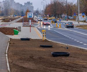 Pierwsze drzewa w parku nad obwodnicą na Ursynowie