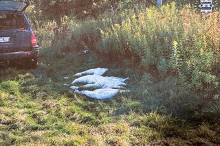 Myśliwi zastrzelili cztery łabędzie. Grozi im więzienie