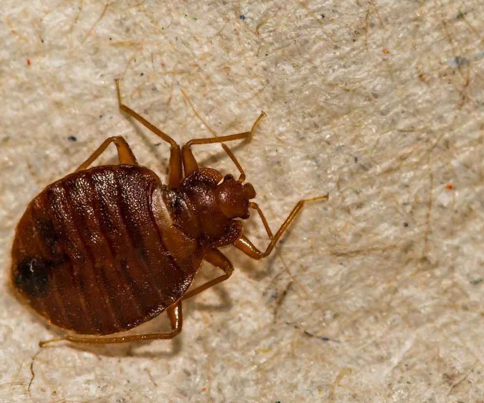 Zauważyłeś te ślady na pościeli? Lepiej sprawdź, czy nie masz pluskiew!