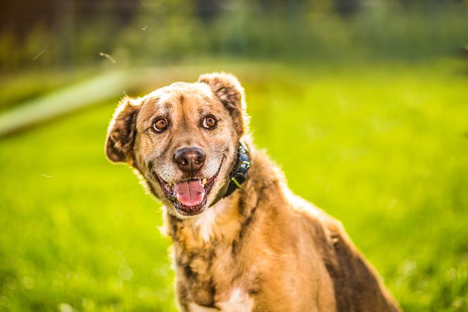 Trwa akcja Rekordowa Miska z Ceneo