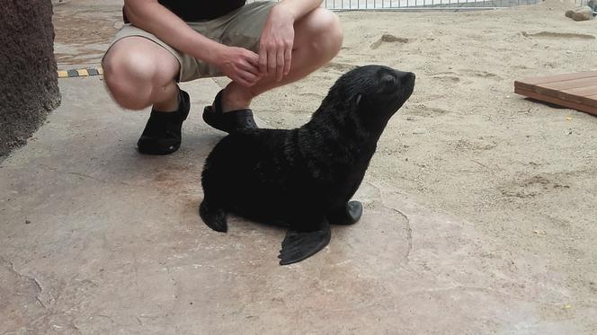 We wrocławskim zoo urodziły się nowe kotiki