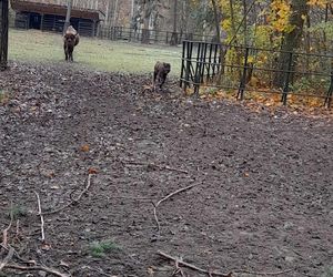 Młodą żubrzyczką w bydgoskim zoo opiekują się babcia i mama. Ona jest od chmur zawracania!