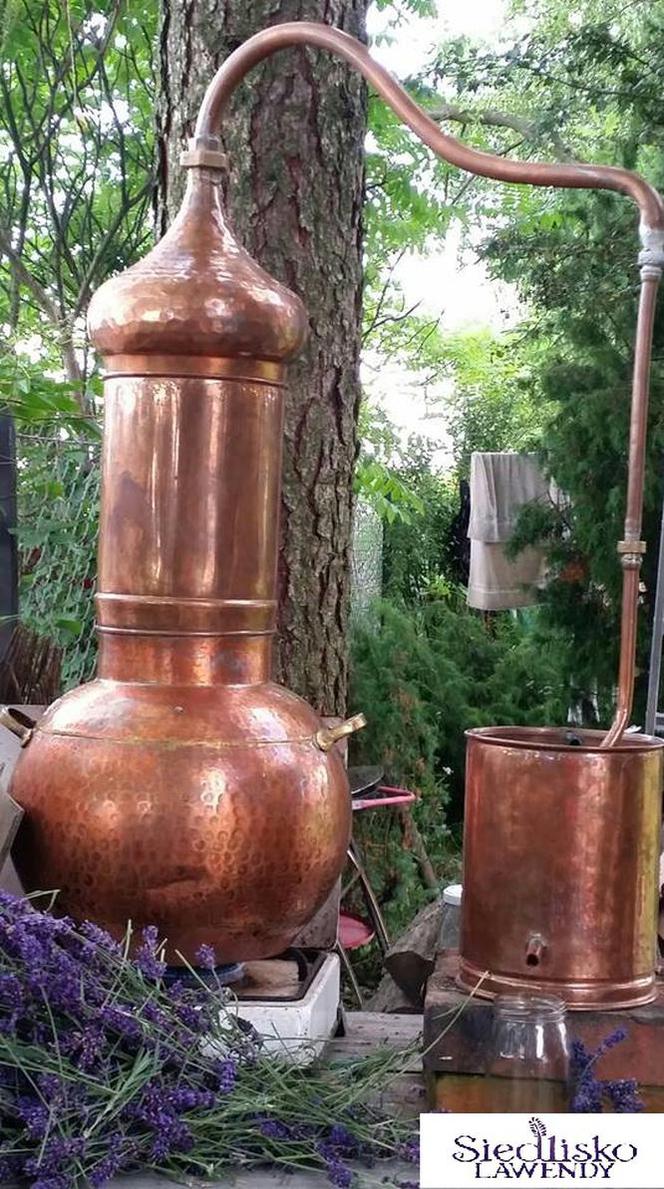 Lawendowe żniwa na Lubelszczyźnie
