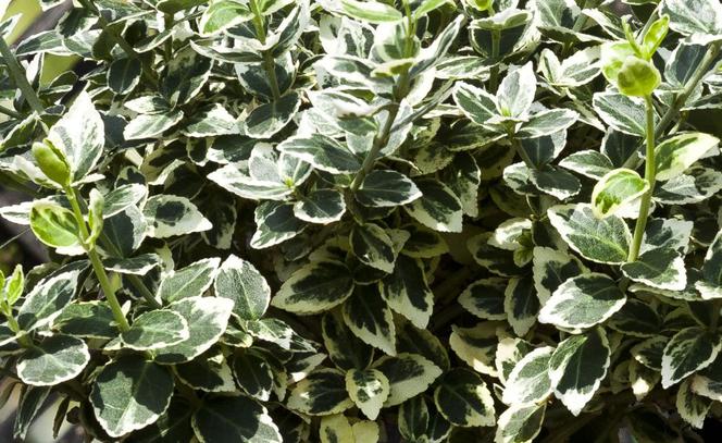 Trzmielina japońska 'Marieke' - Euonymus japonicus 'Marieke'