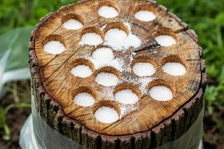 Nałóż grubą warstwę na pień drzewa. Nim się obejrzysz nie będzie po nim śladu w Twoim ogrodzie. Usuwanie pnia drzewa bez koparki