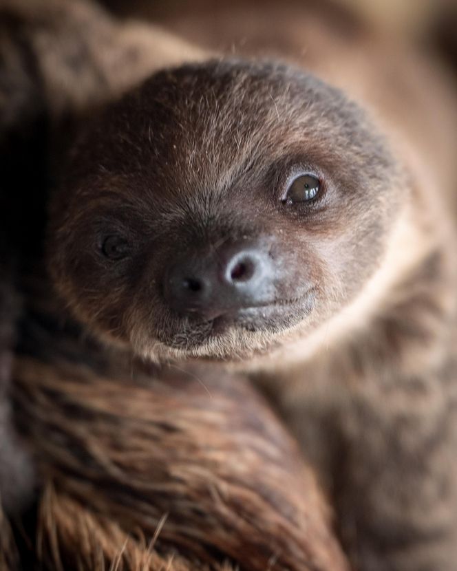 W łódzkim zoo przyszedł na świat leniwiec