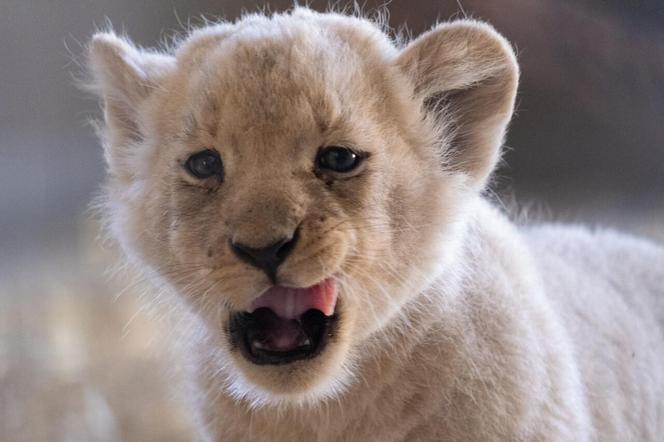 W Śląskim Ogrodzie Zoologicznym przyszły na świat cztery lwiątka! 