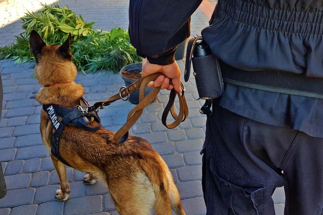 Miał w domu 23 kg konopi! Policja przechwyciła narkotyki o wartości ponad miliona zł [ZDJĘCIA]