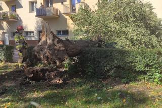 Powiśle. Halny łamał gigantyczne drzewa jak zapałki i przewracał je na samochody!