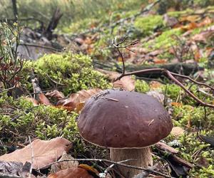 Ostatki grzybowe w Świętokrzyskiem