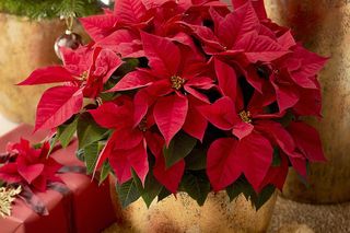 Poinsecja, gwiazda betlejemska