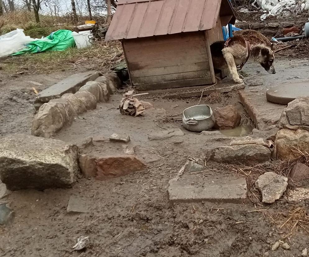 Obrońcy zwierząt i policja u sołtysa. Bambi cierpiał, miał rany na całym ciele.