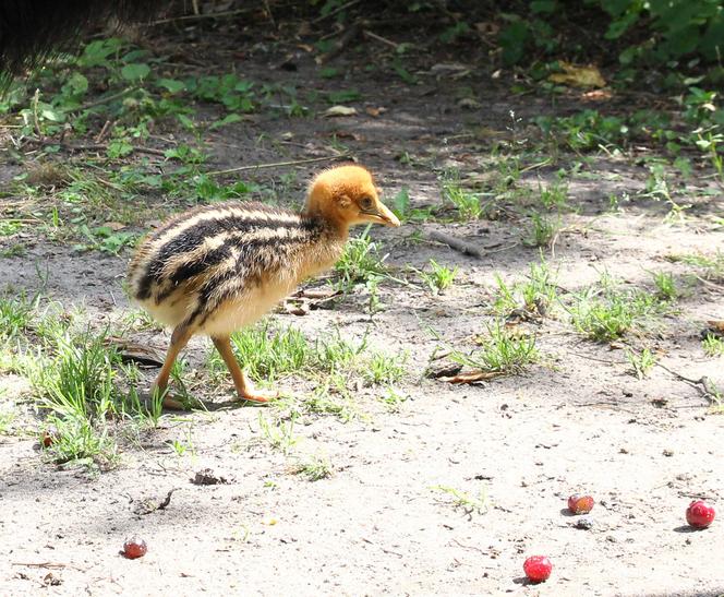  To jeden z najgroźniejszych ptaków na świecie. Pisklę wykluło się w warszawskim zoo