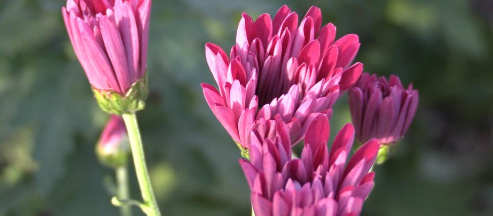 Polka, Łuczniczka, Bydgoszczanka - nowe odmiany chryzantem wyhodowali naukowcy z UTP!