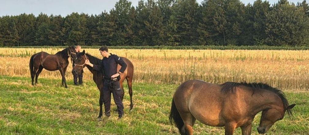 Przy drodze w pow. puławskim na Lubelszczyźnie biegały konie