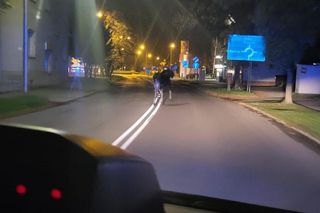 Łoś wybrał się na nocny spacer ulicami Tarnowa. Eskortowała go policja