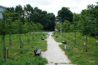 Nowe kwiaty i rośliny w Kielcach. Zobacz jak wyglądają