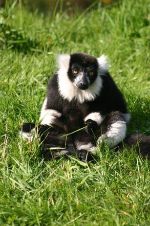 Lemur