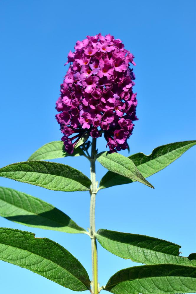 Budleja Dawida (Buddleja davidii) 