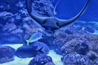 Nowy mieszkaniec zoo w Warszawie