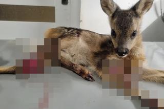 Kosiarka zmasakrowała małe sarenki. Zwierzęta konały w męczarniach