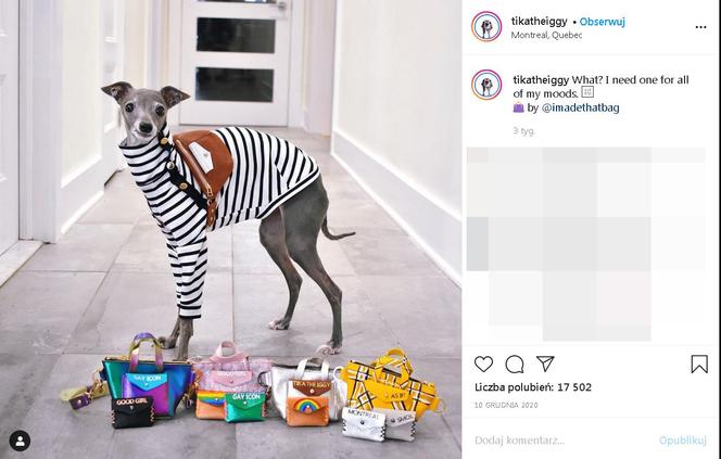 Najmodniejszy pies świata! Te psie kreacje szokują