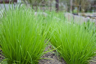 Czosnek szczypiorek = Szczypiorek - Allium schoenoprasum