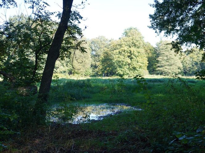 tłumy spokojnie spacerujących spacerowiczów w Pszczynie ZDJĘCIA