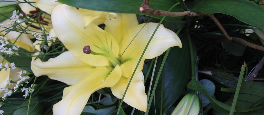 Lilia 'Baruta'