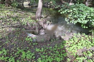 Zanieczyszczenie rzeki Płoni