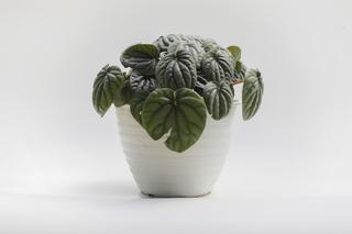 Rośliny do ciemnego mieszkania