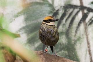 Para kurtaczków prążkobrzuchych