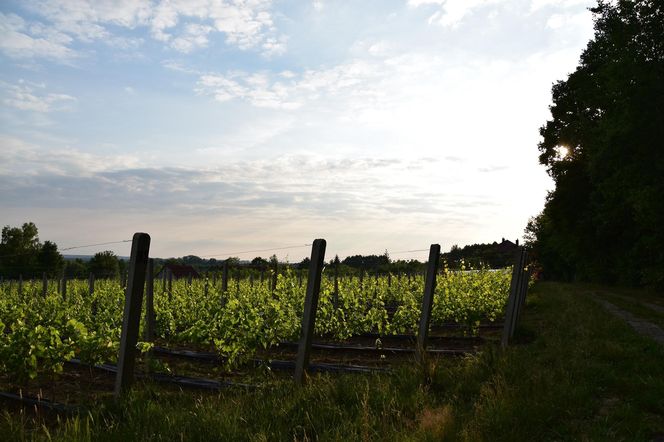10. Winnica Rajska w Myszkowie